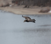 2015 03 015 Eagles026